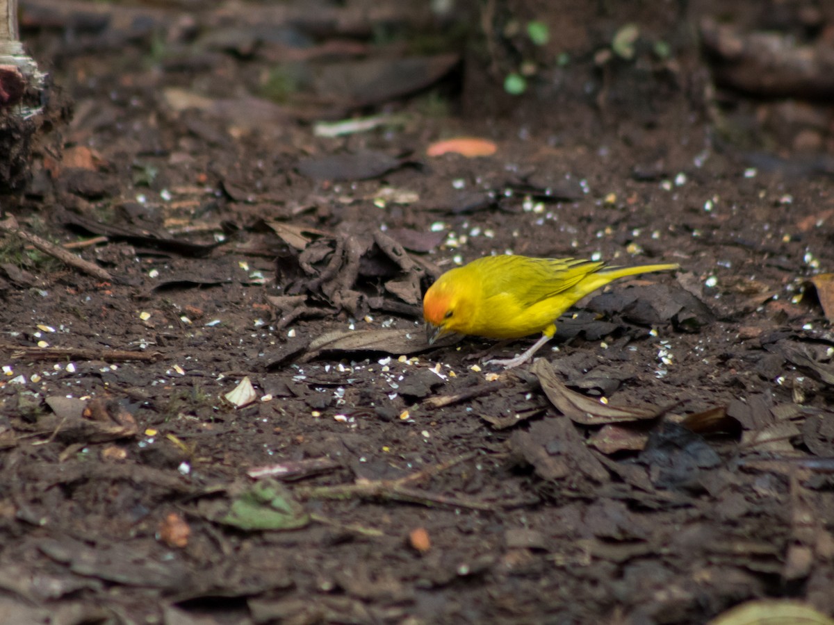 Saffron Finch - ML482902181