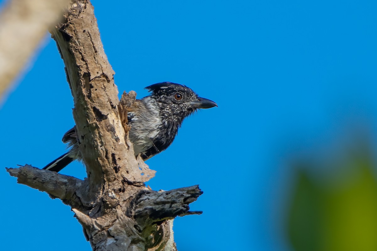 Black-crested Antshrike - Miguel Forero