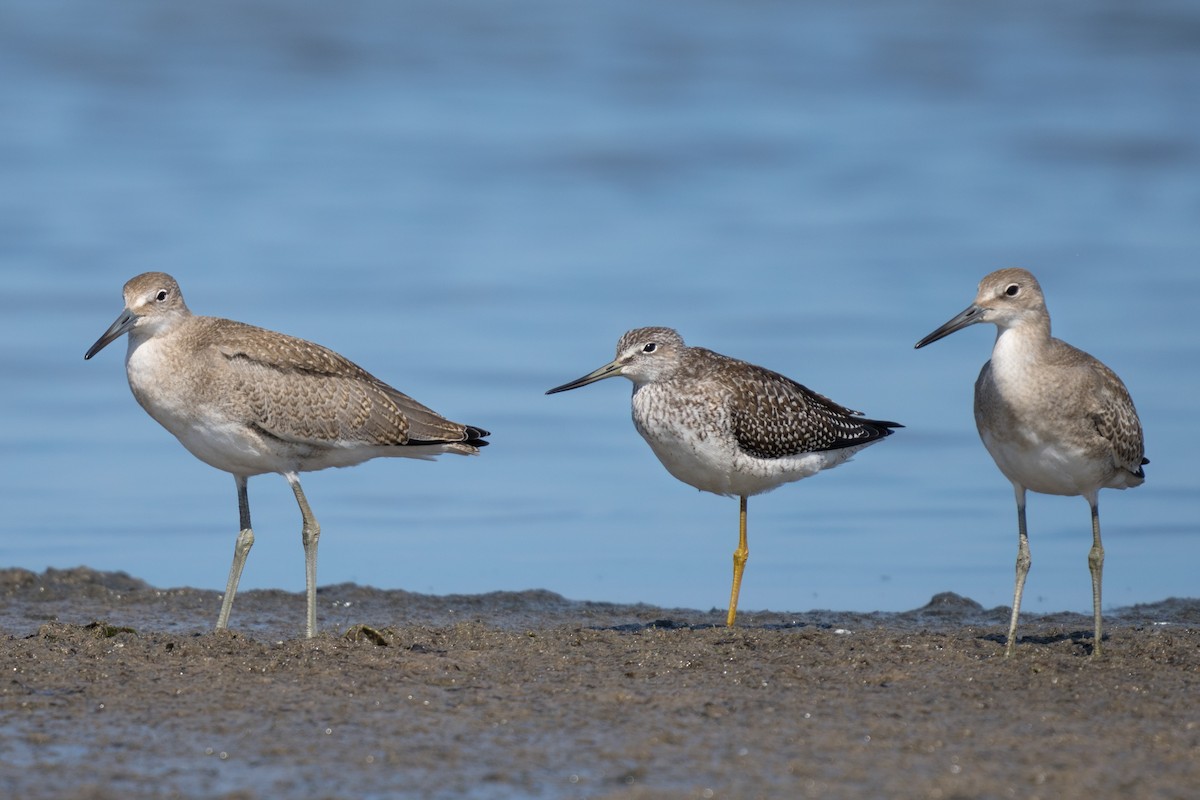 Greater Yellowlegs - Old Bird
