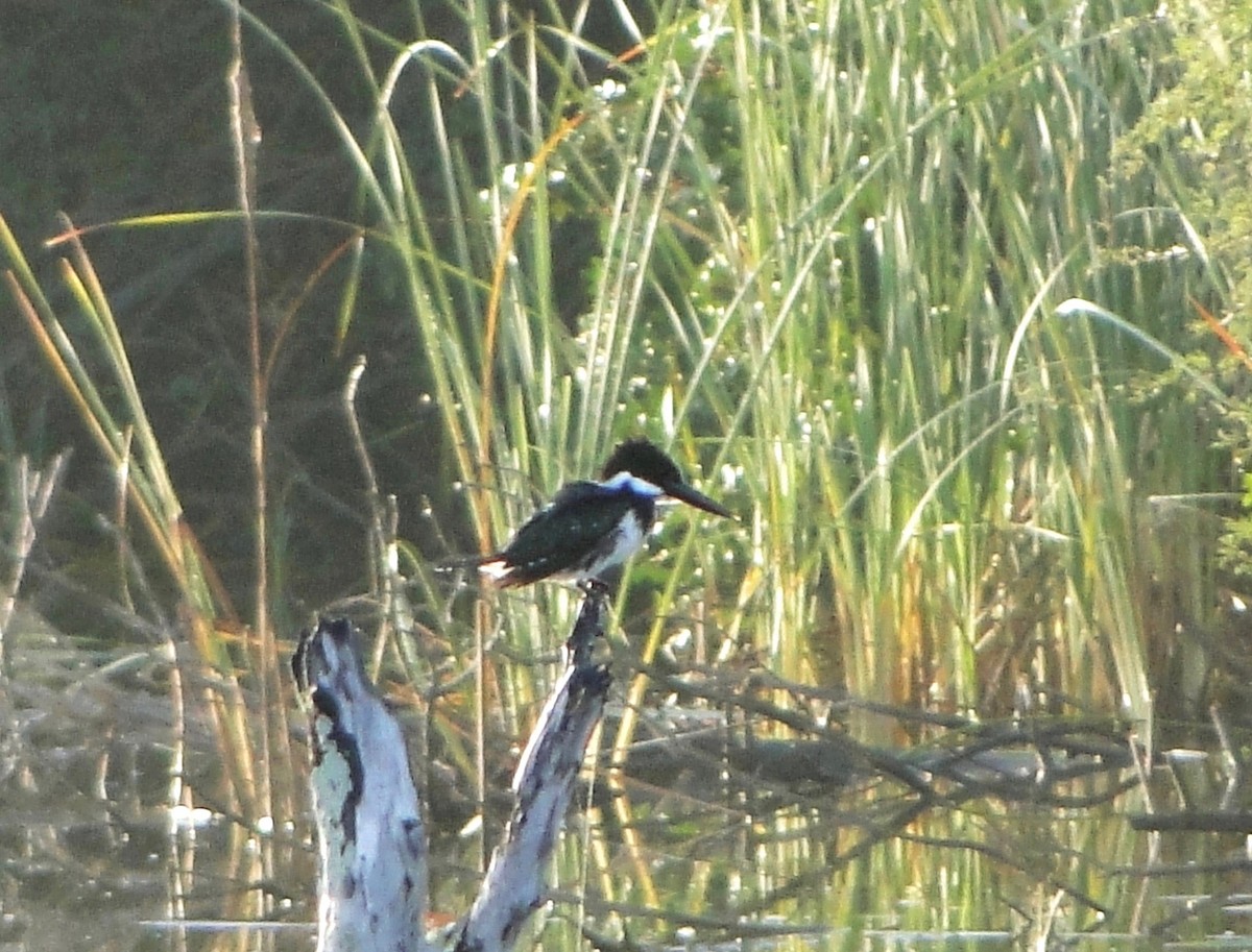 Martin-pêcheur d'Amazonie - ML482903101