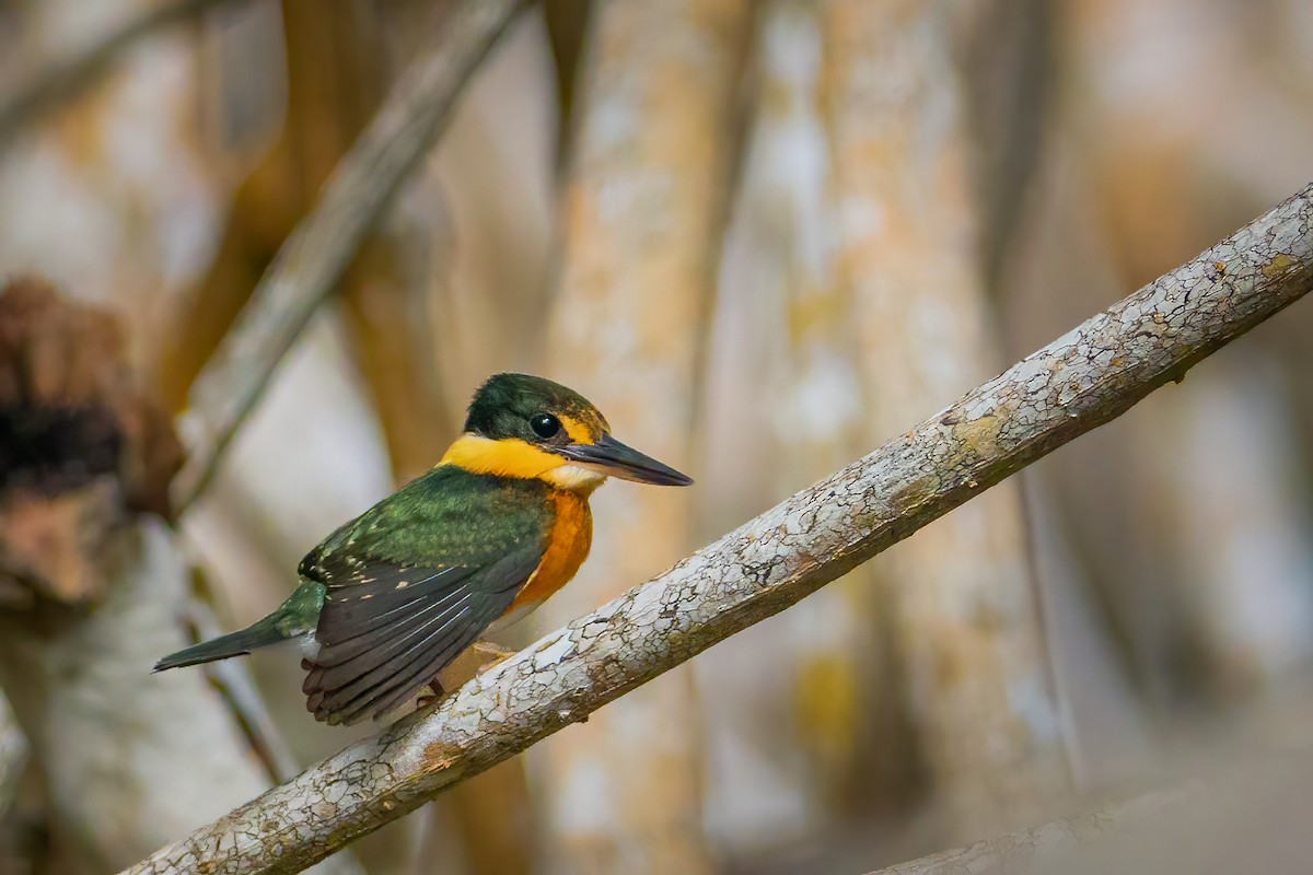 American Pygmy Kingfisher - ML482904021