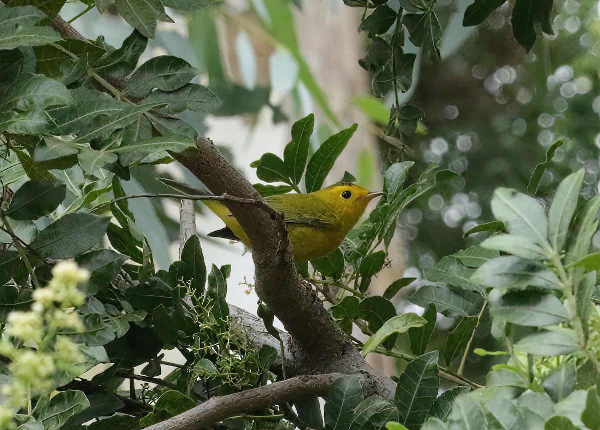 Wilson's Warbler - ML482904051