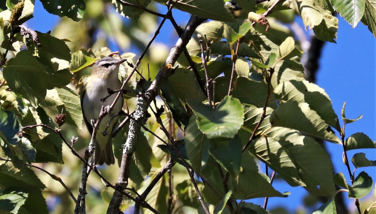 Kızıl Gözlü Vireo - ML482904491