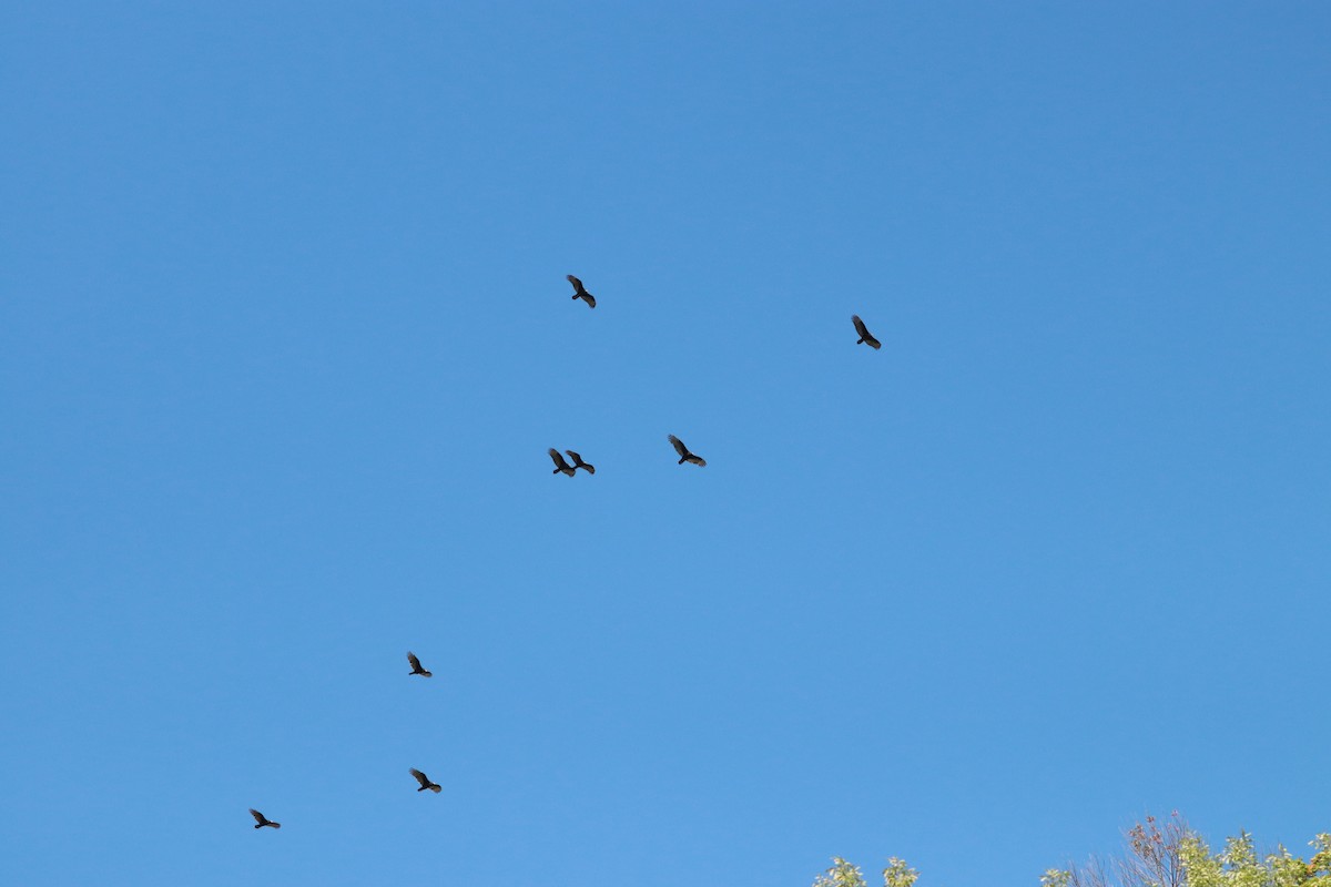 Turkey Vulture - ML482904771