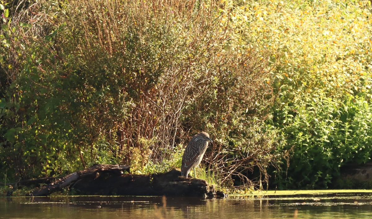 Black-crowned Night Heron - ML482904901