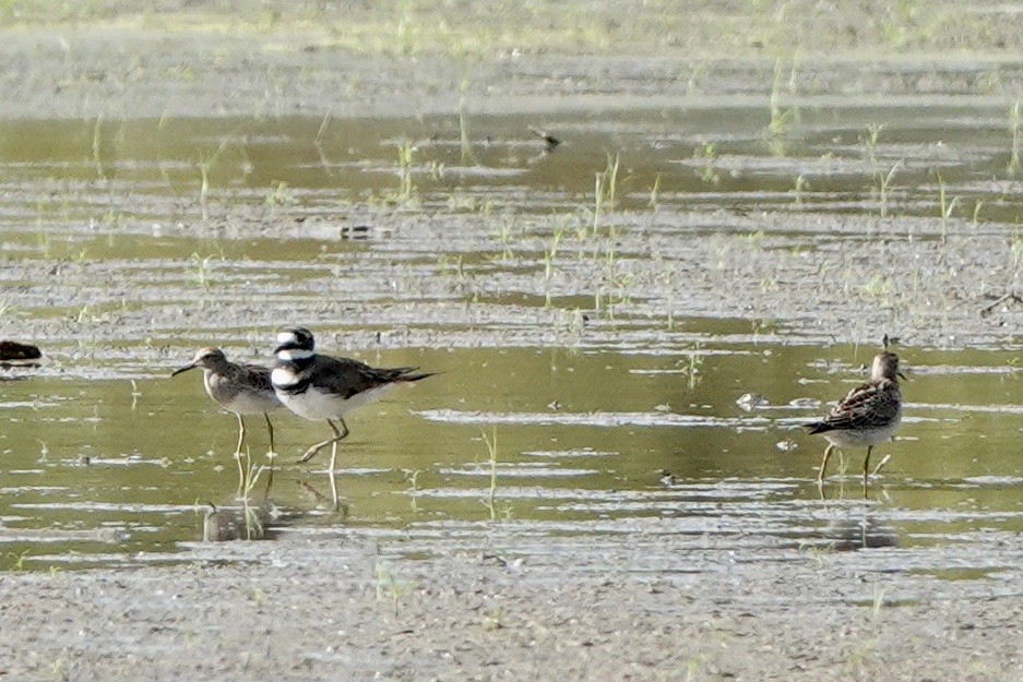 Pectoral Sandpiper - ML482905141