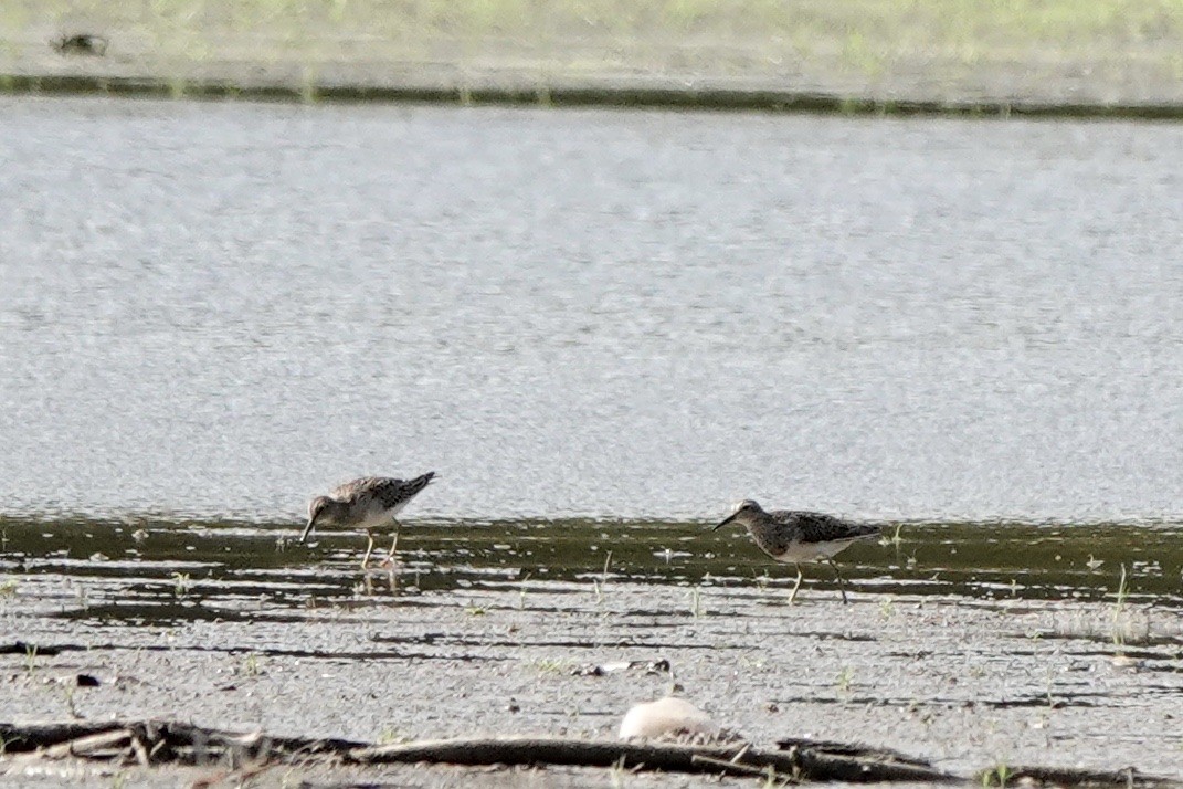 Pectoral Sandpiper - ML482905151