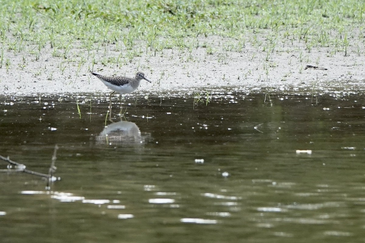 Solitary Sandpiper - ML482905331