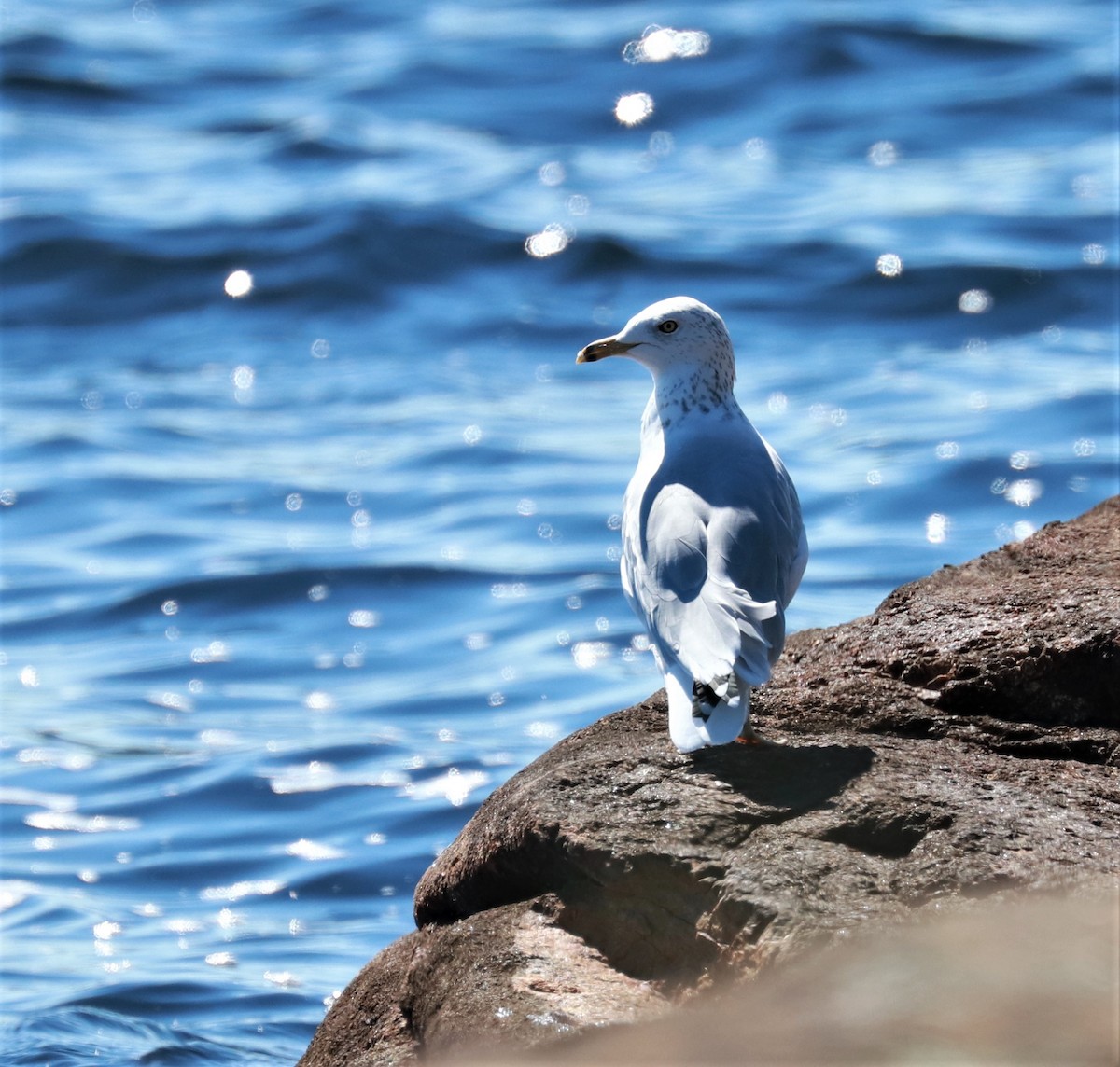 Ring-billed Gull - ML482905831