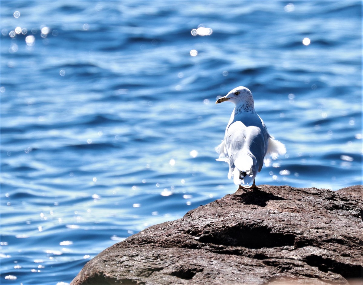 Ring-billed Gull - ML482905851