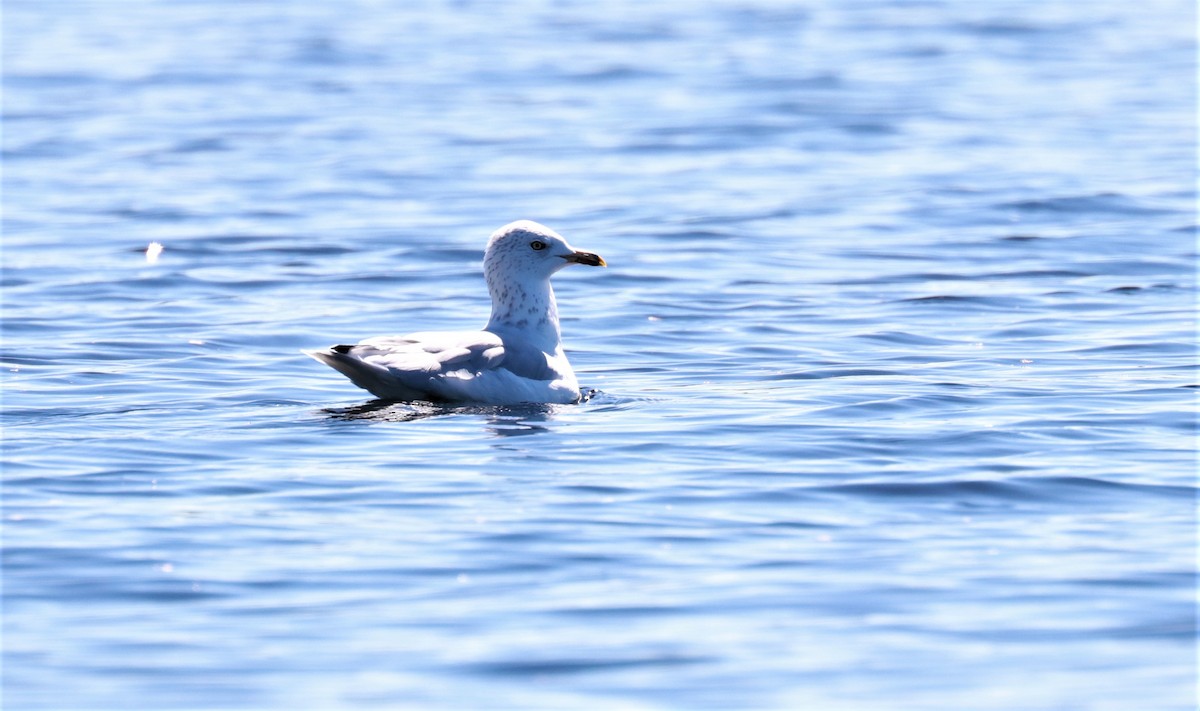 Ring-billed Gull - ML482905901