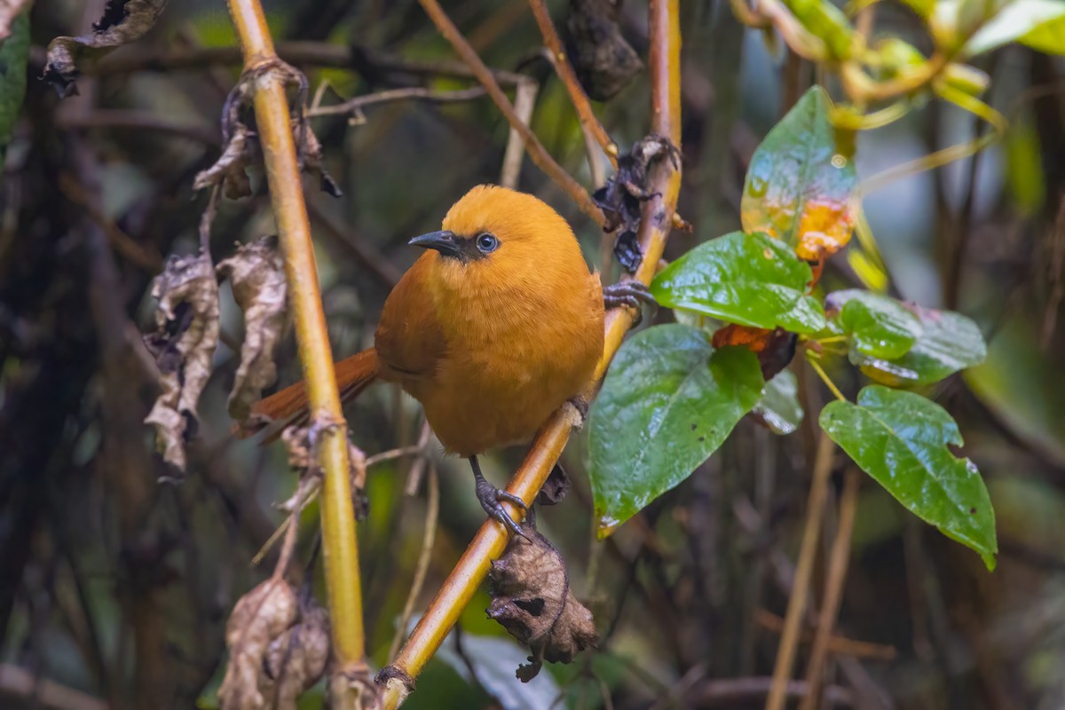 Rufous Wren - Miguel Forero