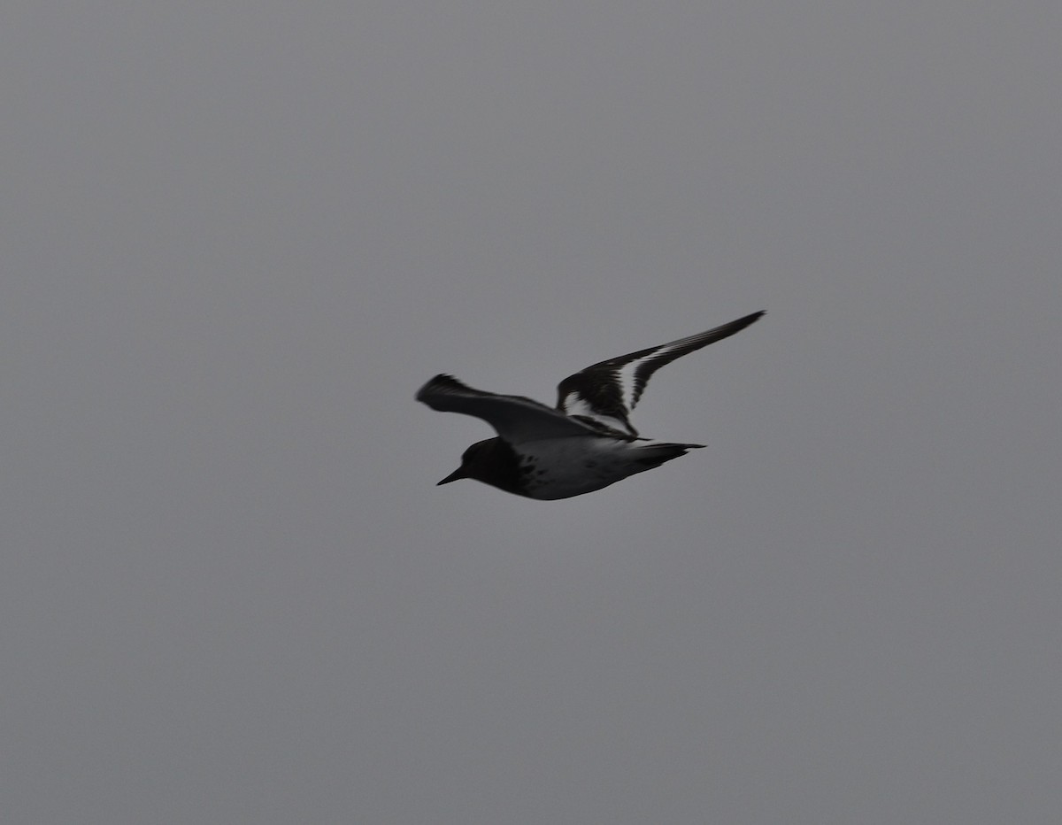 Black Turnstone - ML482906801