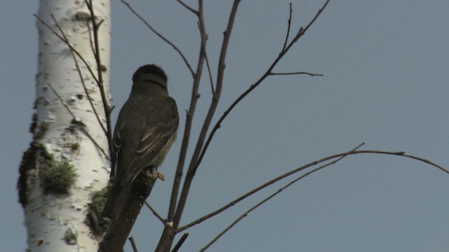 Olive-sided Flycatcher - ML482909