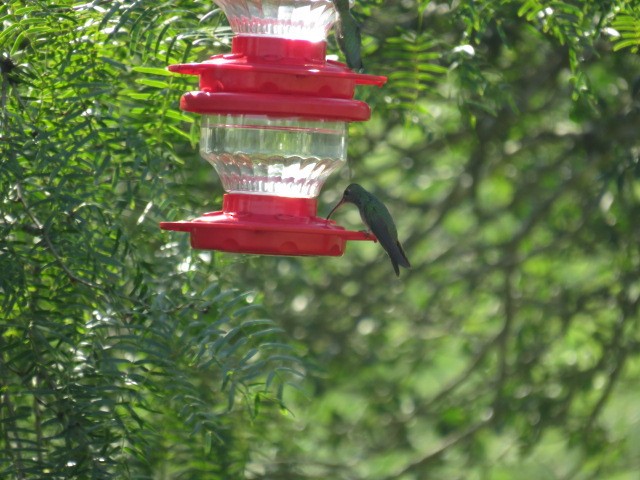 Buff-bellied Hummingbird - ML482911071