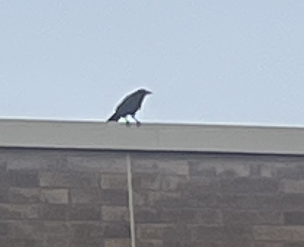 Fish Crow - ML482912141