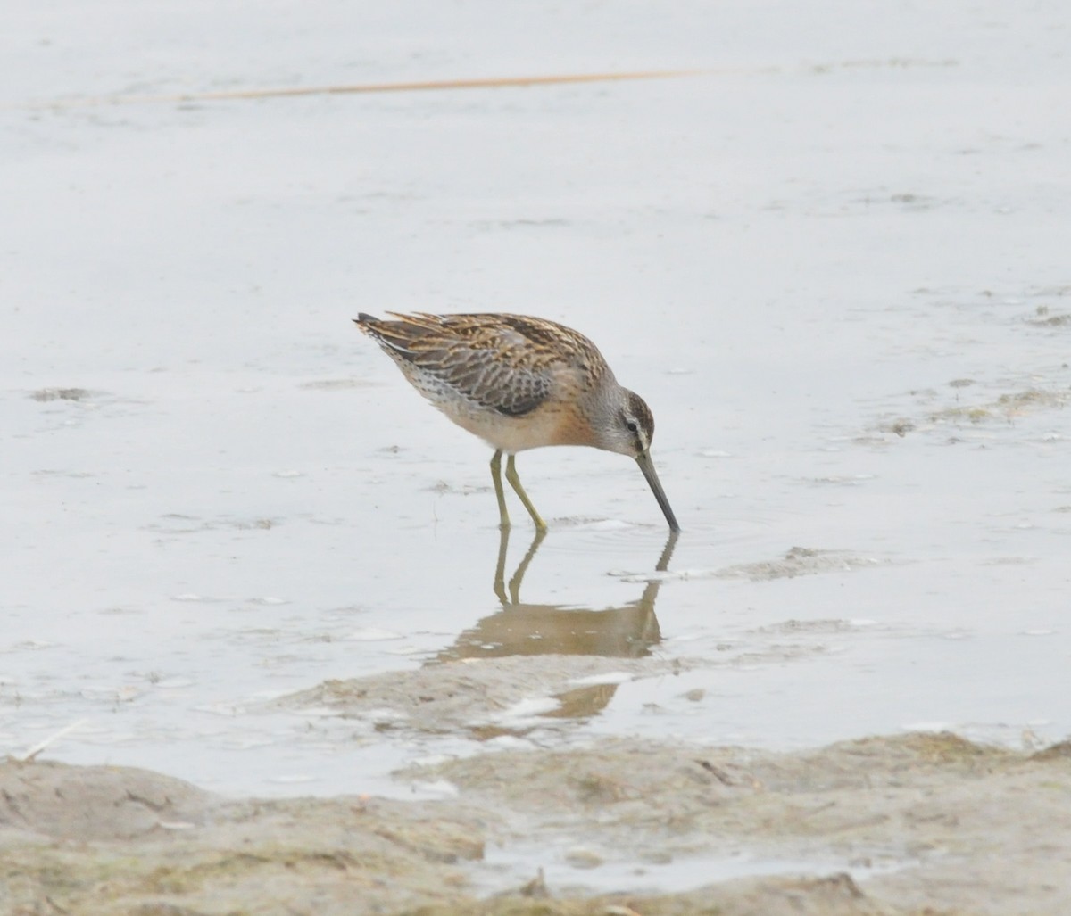 kortnebbekkasinsnipe - ML482913611