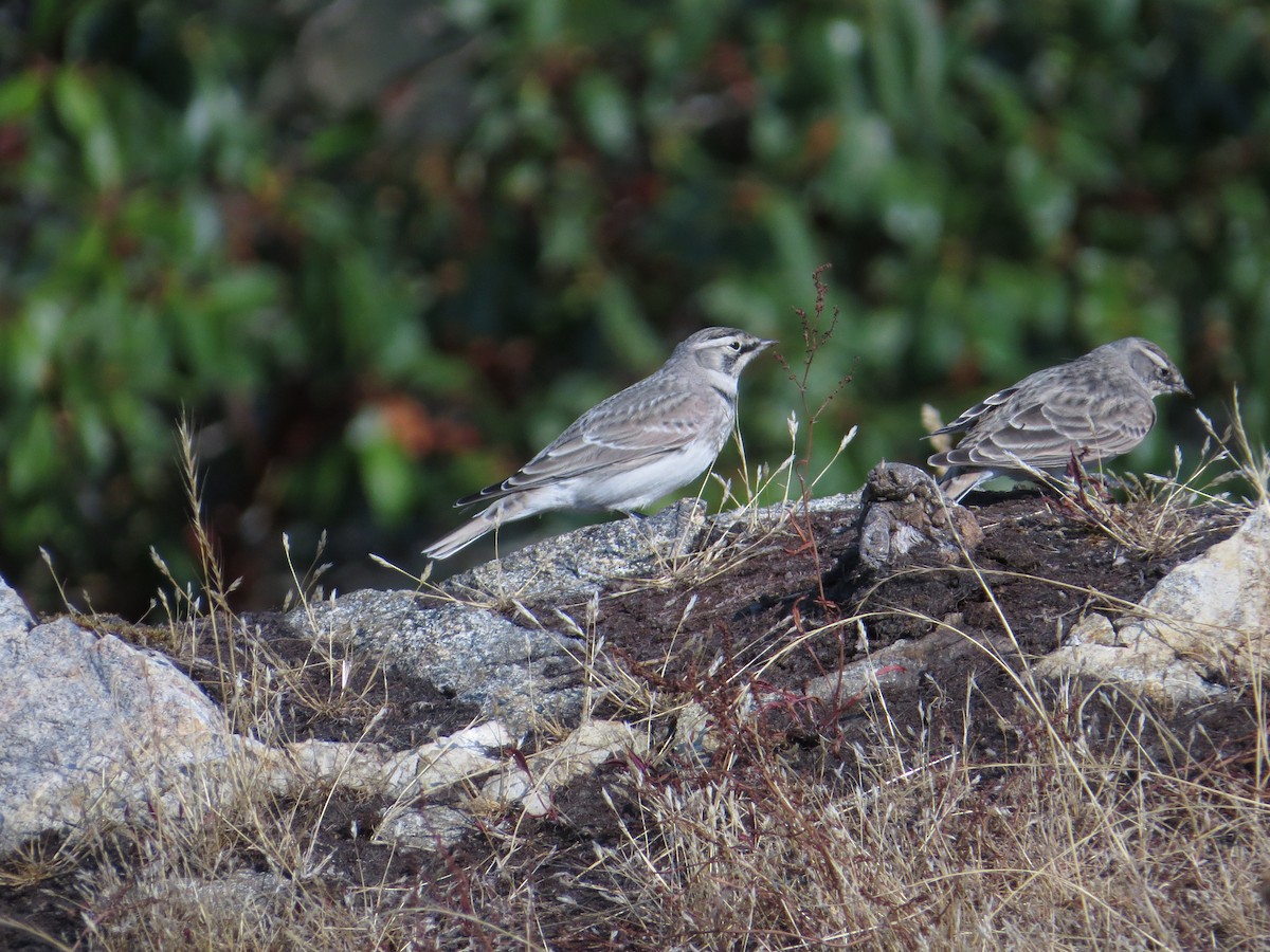 Horned Lark - ML482913751