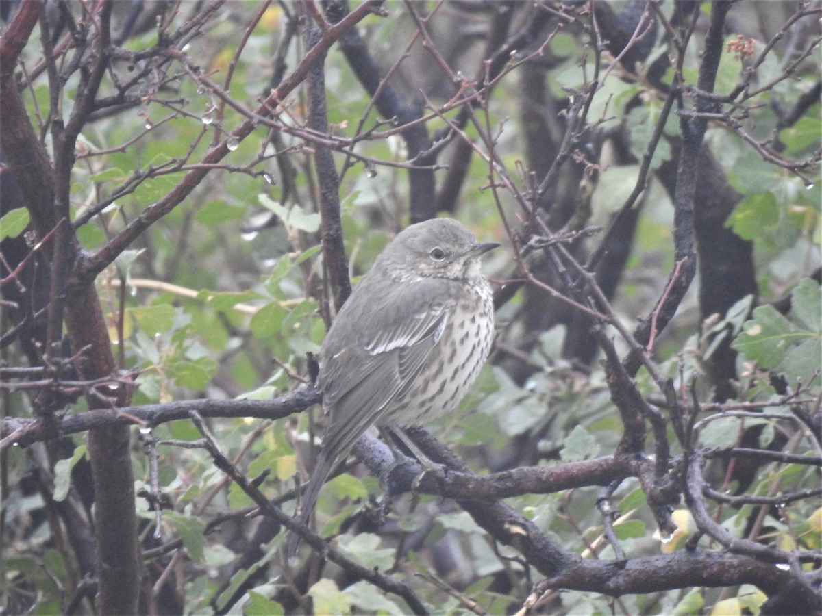 Sage Thrasher - ML482914941