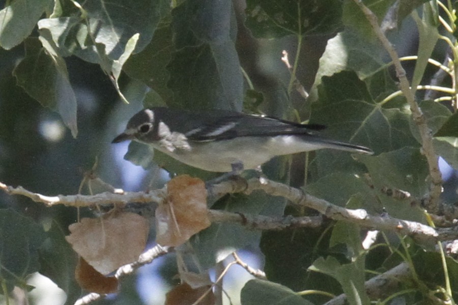 Plumbeous Vireo - Paul Hurtado