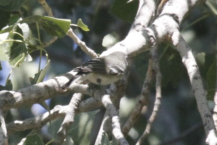 Plumbeous Vireo - Paul Hurtado