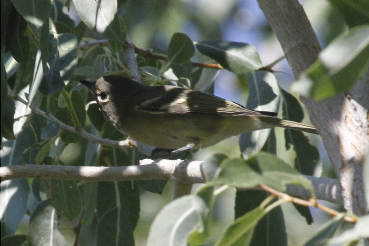 Cassin's Vireo - Paul Hurtado