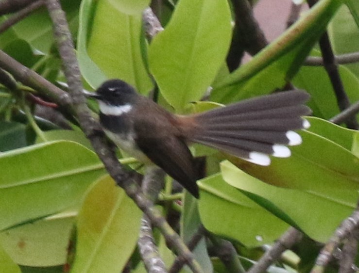 Malaysian Pied-Fantail - Bruce  Purdy