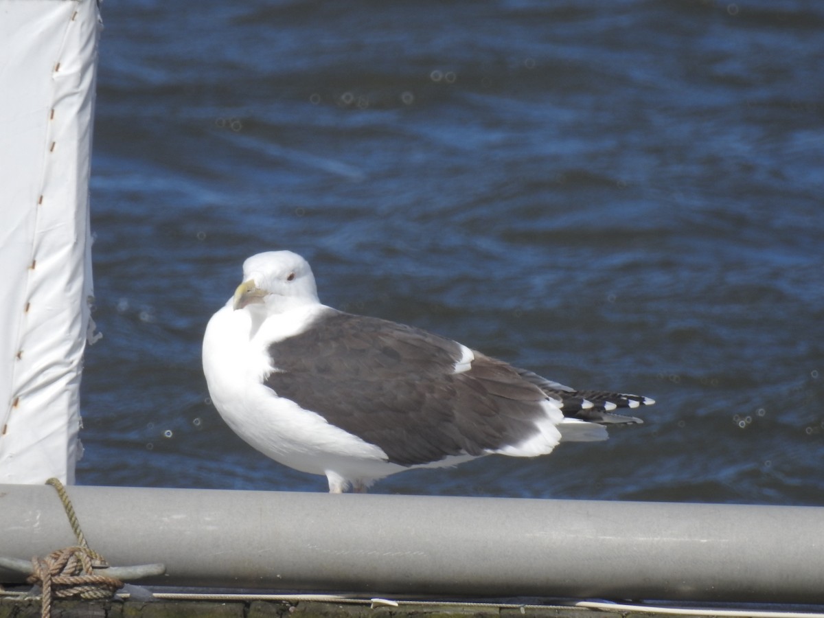 Great Black-backed Gull - Emphe Ghie