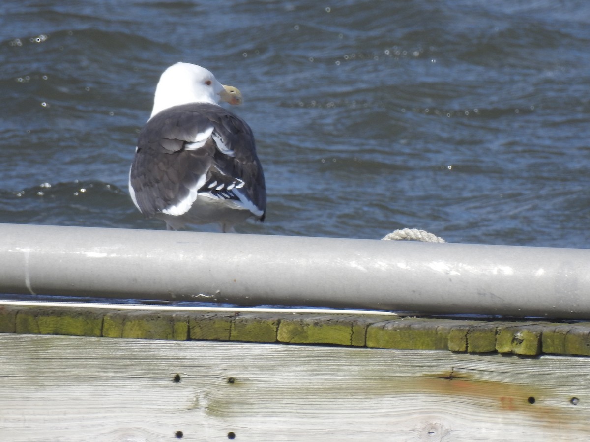 Great Black-backed Gull - ML48291611