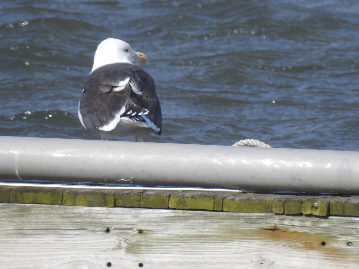 Great Black-backed Gull - Emphe Ghie