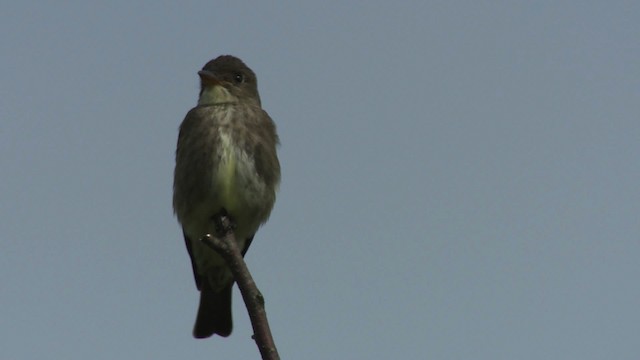 Olive-sided Flycatcher - ML482917