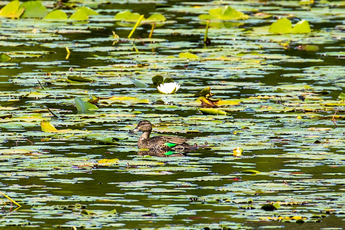 Green-winged Teal - ML482917171