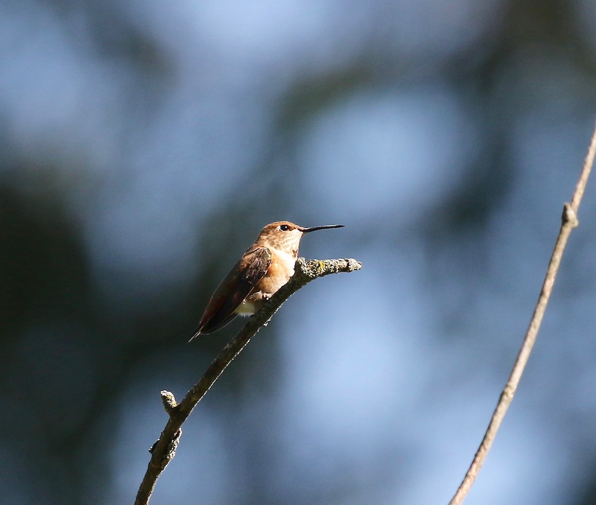 Rufous Hummingbird - ML482917511