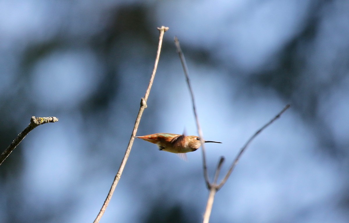 rødkolibri - ML482917521