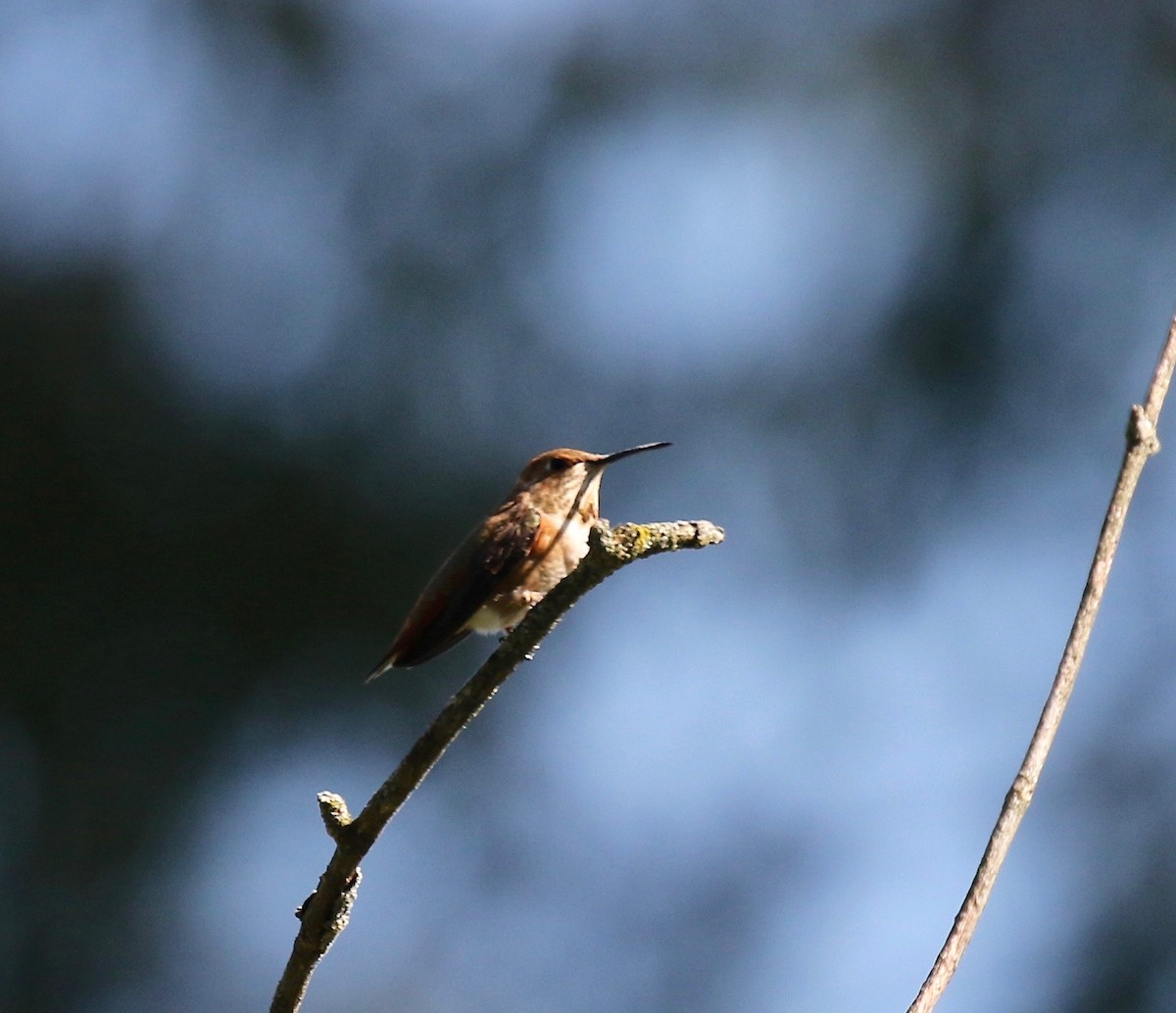 Rufous Hummingbird - Sandy Vorpahl