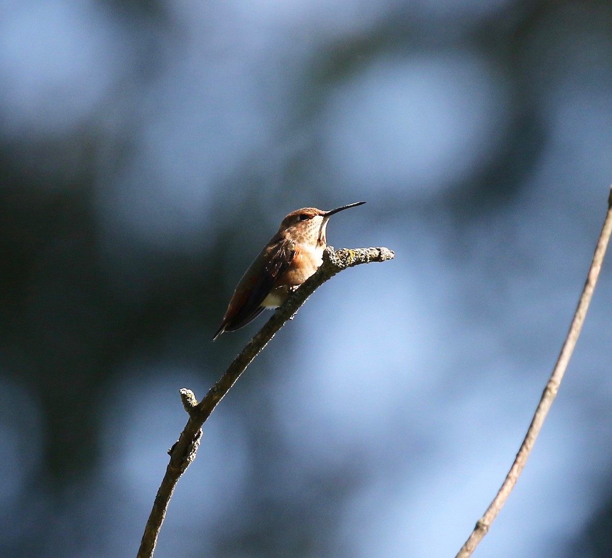 Rufous Hummingbird - ML482917551