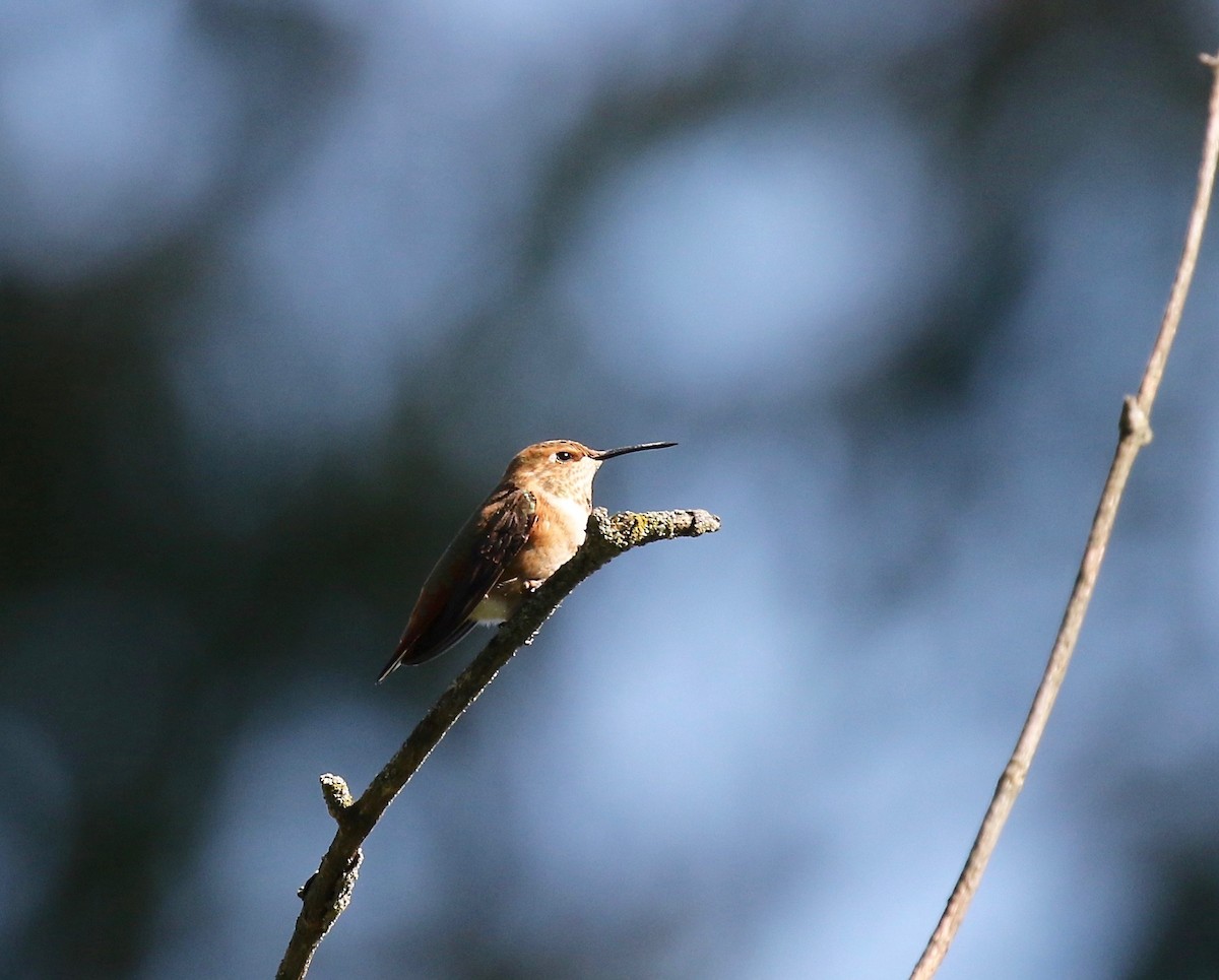 Colibrí Rufo - ML482917561