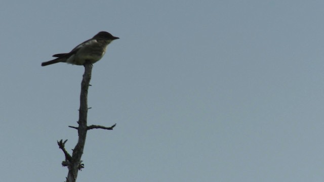 Olive-sided Flycatcher - ML482918