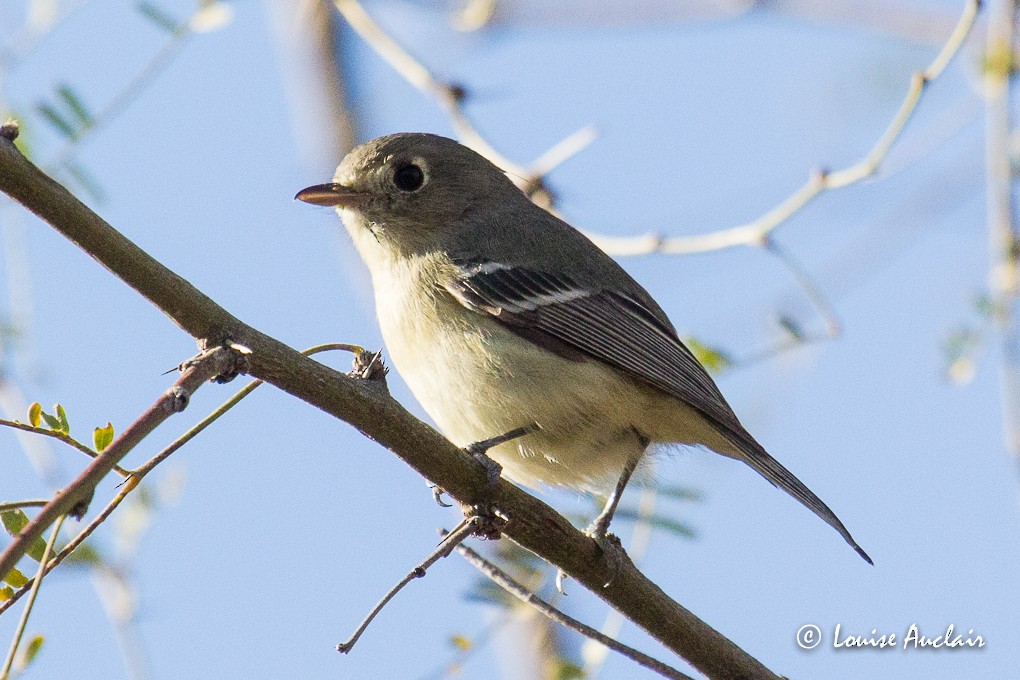 Hutton's Vireo - ML48291831