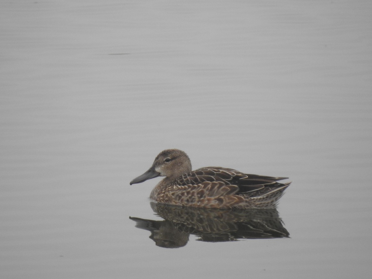 Blue-winged Teal - T B