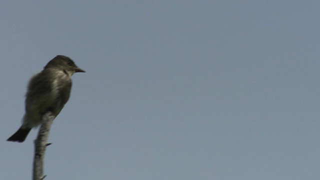 Olive-sided Flycatcher - ML482919