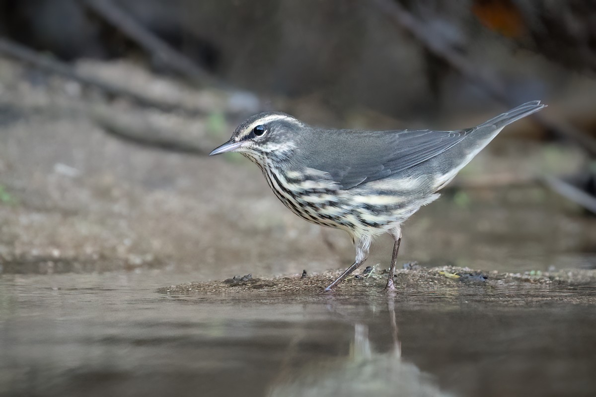 Northern Waterthrush - ML482919221