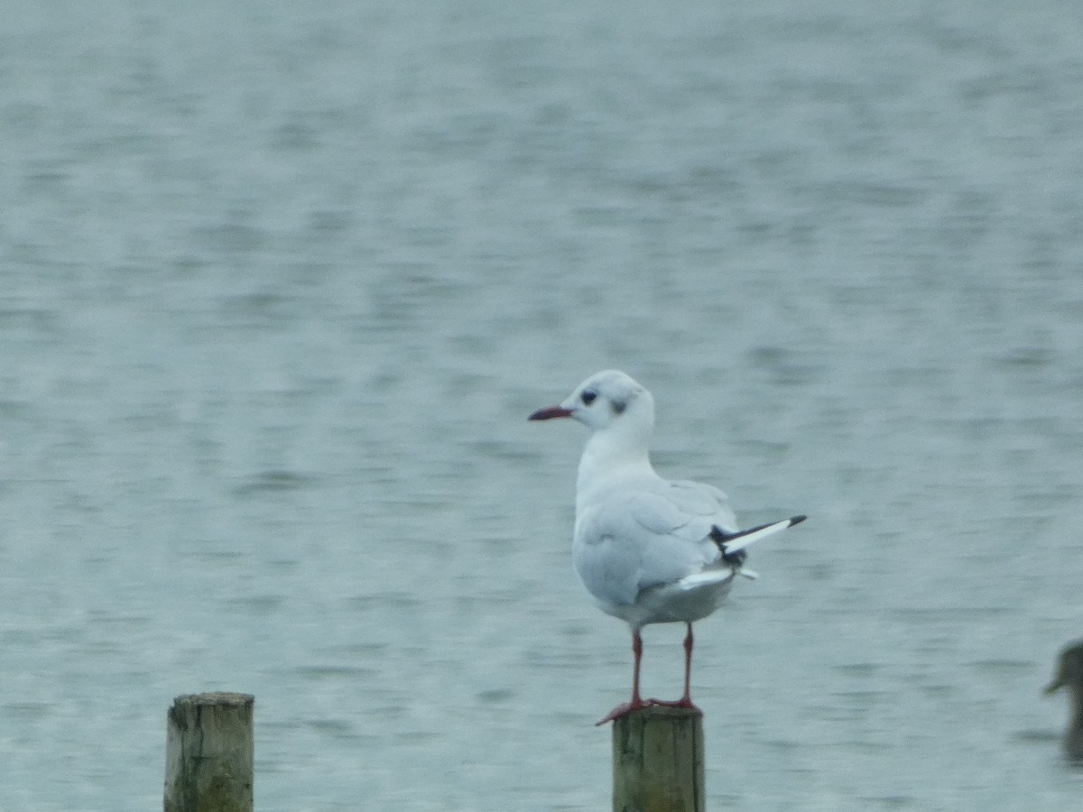 Black-headed Gull - ML482919501