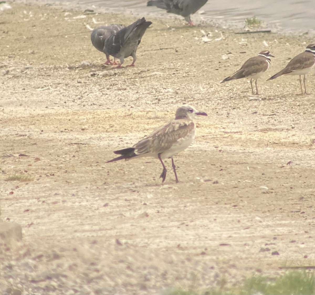 Laughing Gull - Gabriel Mapel