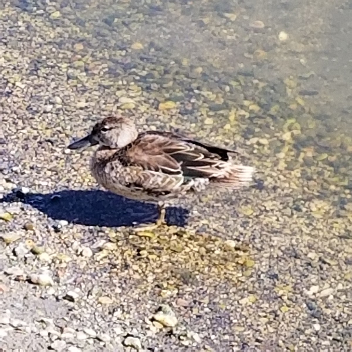 Green-winged Teal - ML482919981