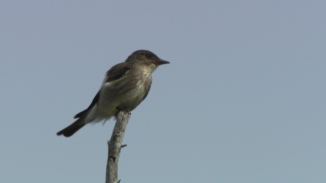 Olive-sided Flycatcher - ML482920