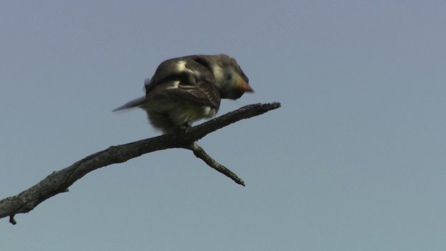 Olive-sided Flycatcher - ML482921