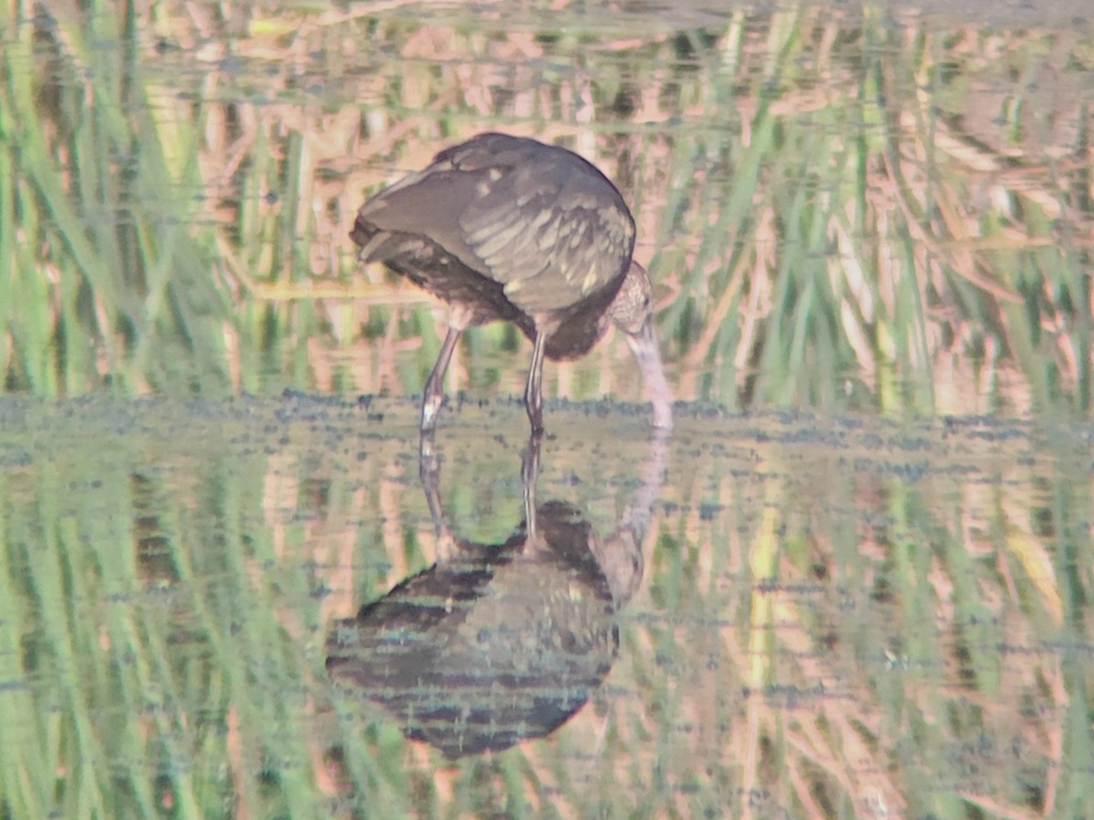 White-faced Ibis - ML482921221