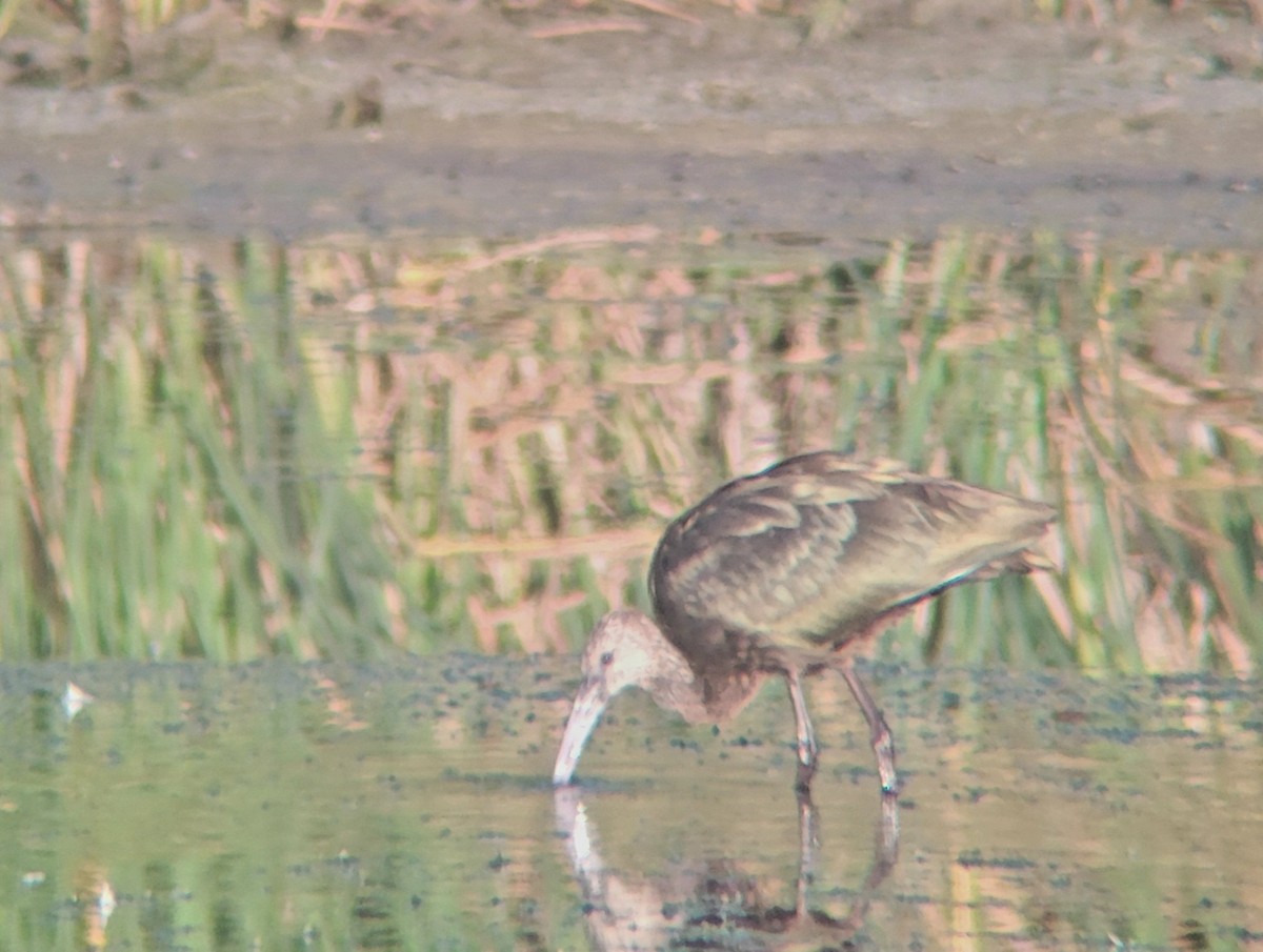 White-faced Ibis - ML482921251