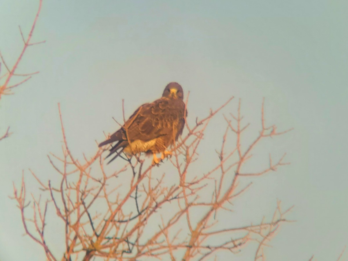 Swainson's Hawk - ML482921401